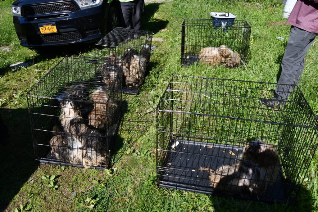 Ten heavily matted dogs in four crates
