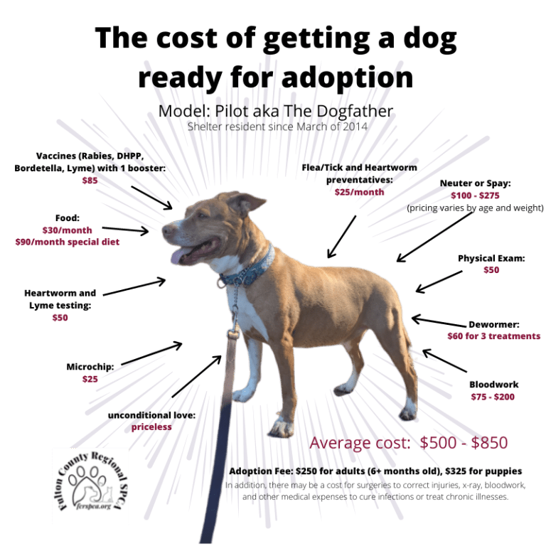 How much it costs to get a dog ready for adoption